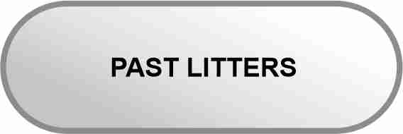 PAST LITTERS
